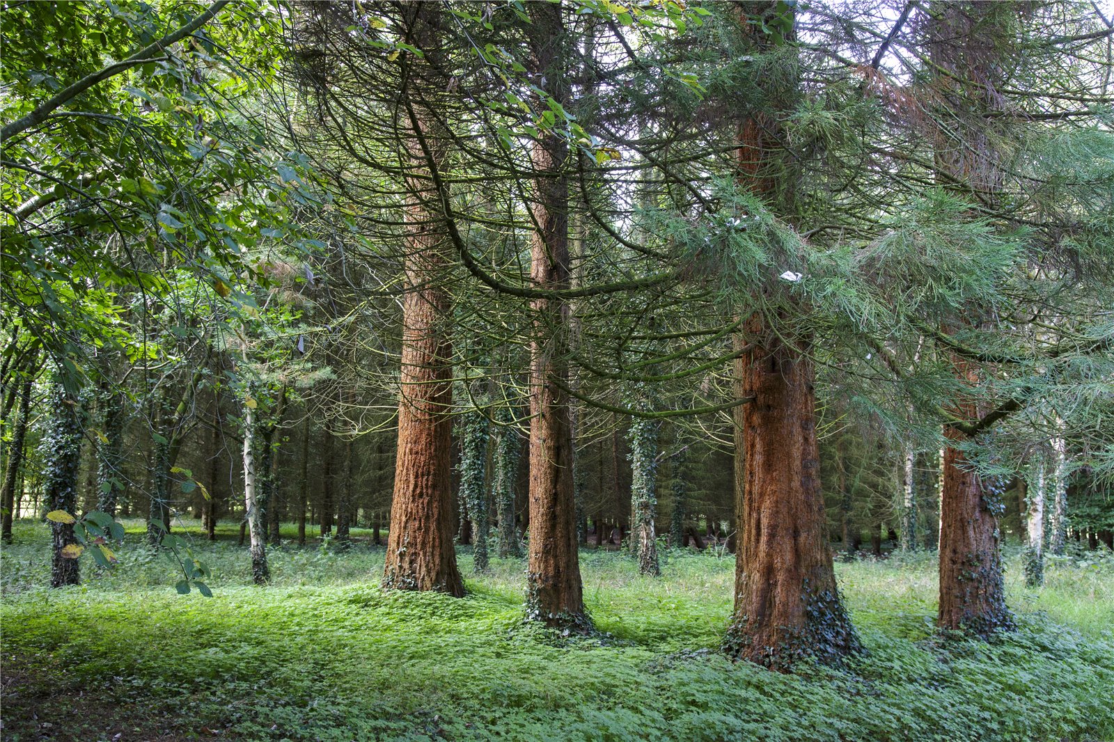 Photos of Eastcourt, Malmesbury, Wiltshire SN16 66171217 PrimeLocation