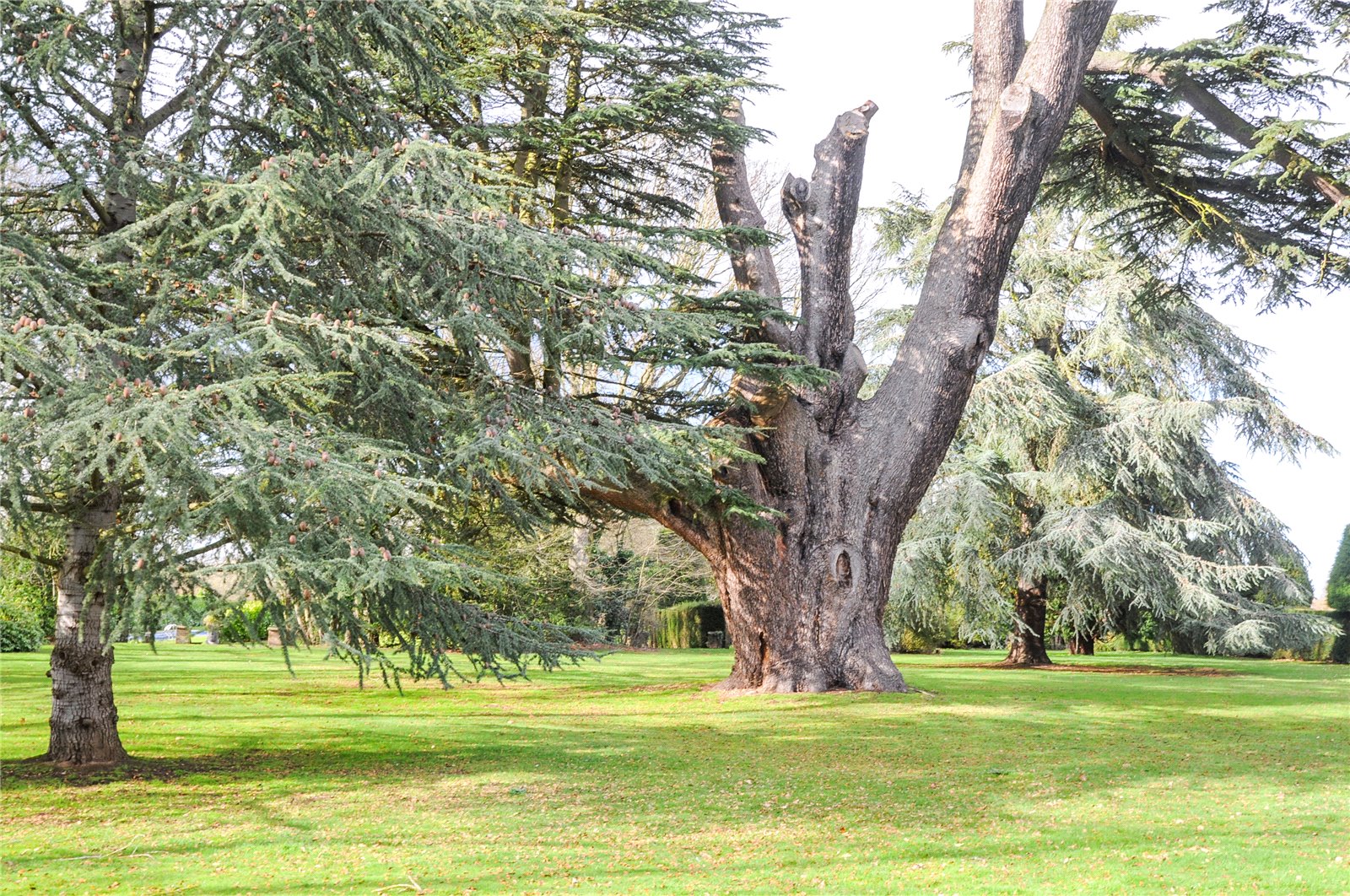 Photos of Westwood Park, Little Horkesley, Colchester CO6 61941436