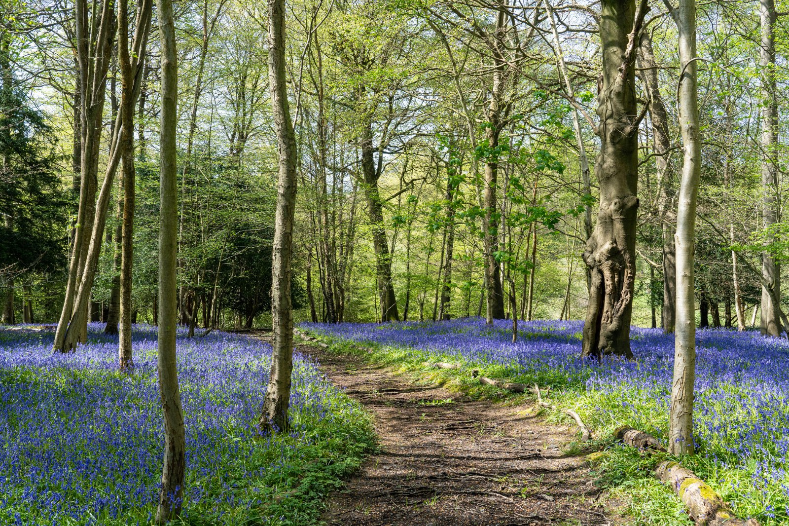 Photos of Langton Road, Langton Green, Tunbridge Wells, Kent TN3