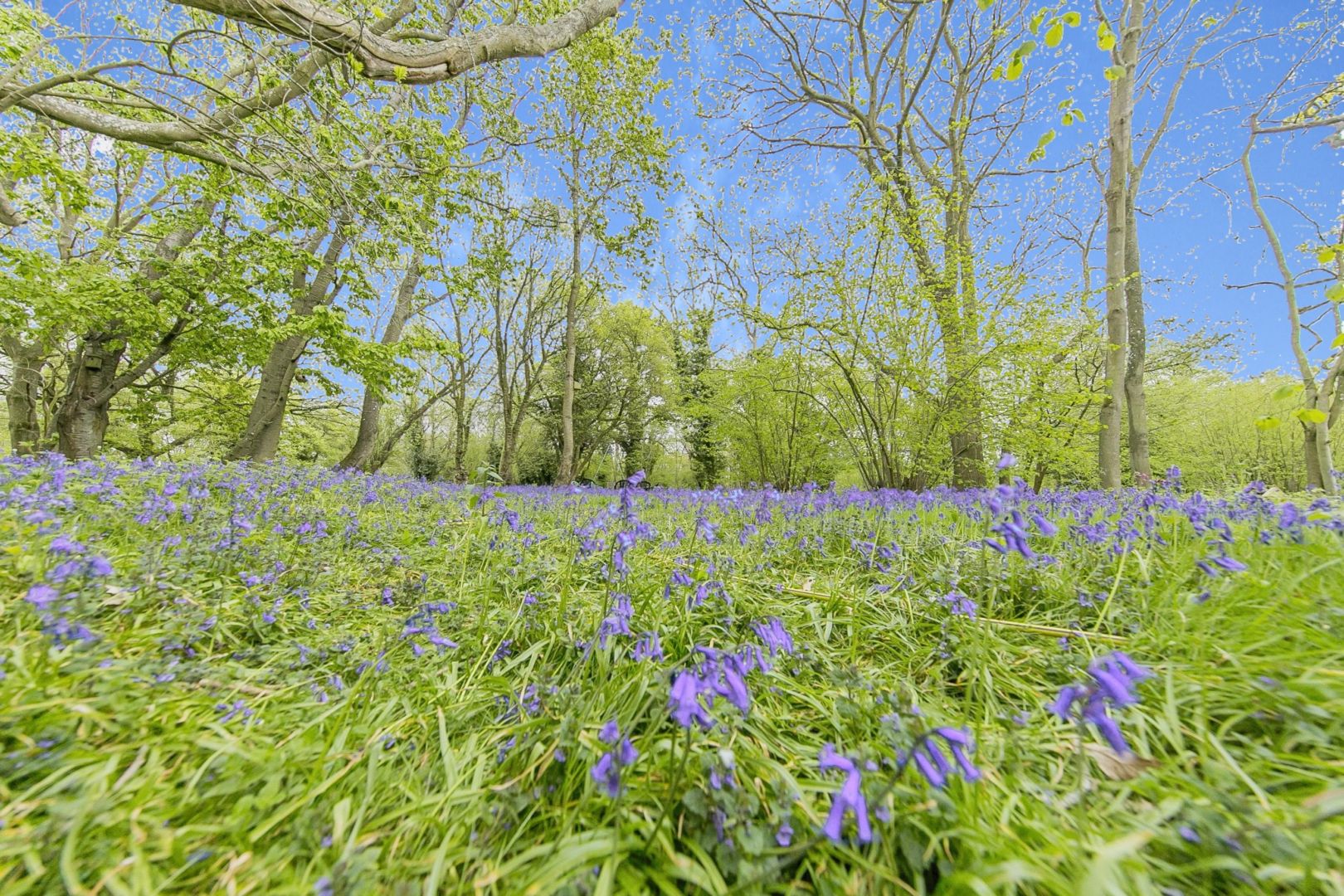 Photos of Chalk Hill Lane, Ipswich IP6 61606126 PrimeLocation