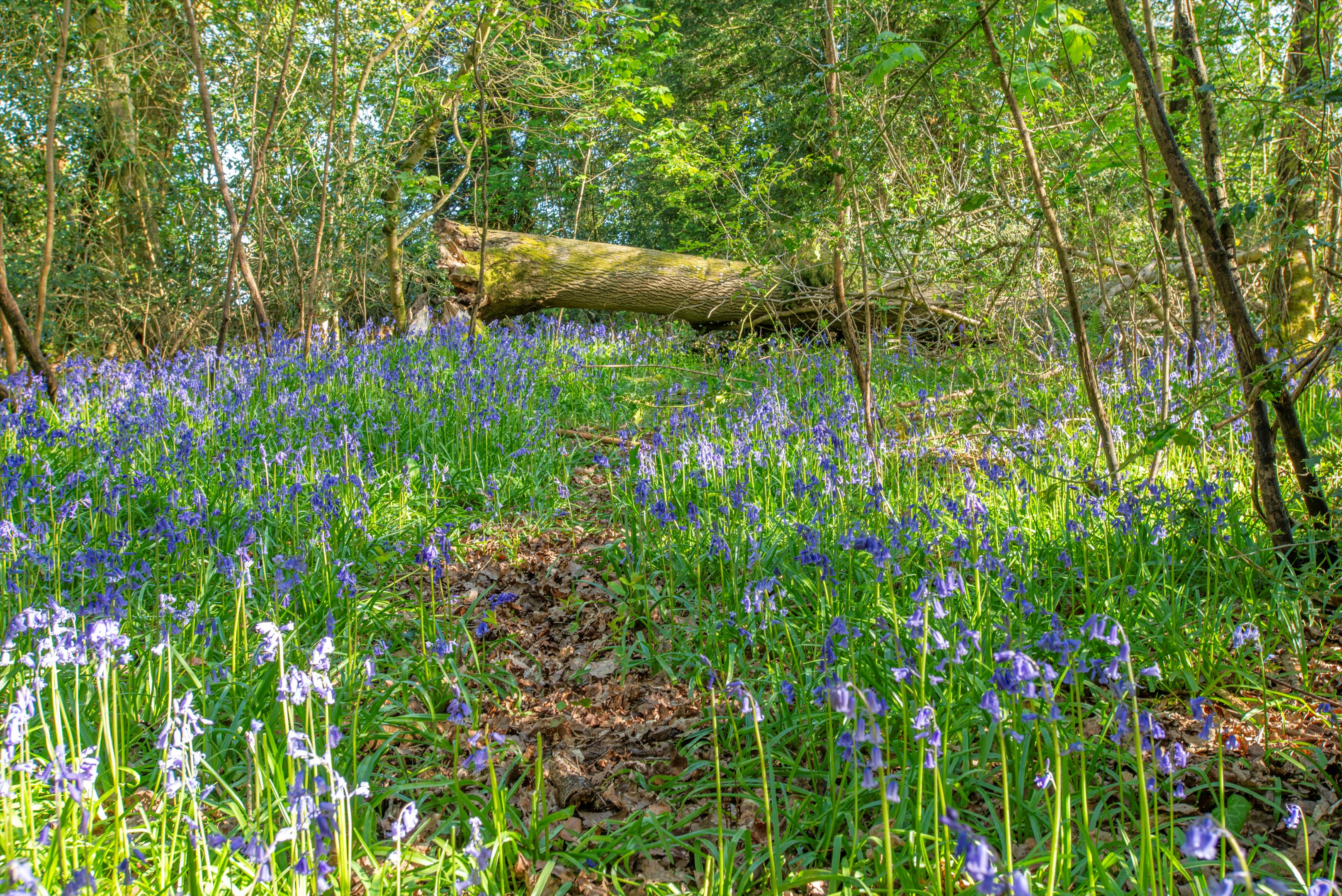 Photos of Holwell, Sherborne, Dorset DT9 67266605 PrimeLocation